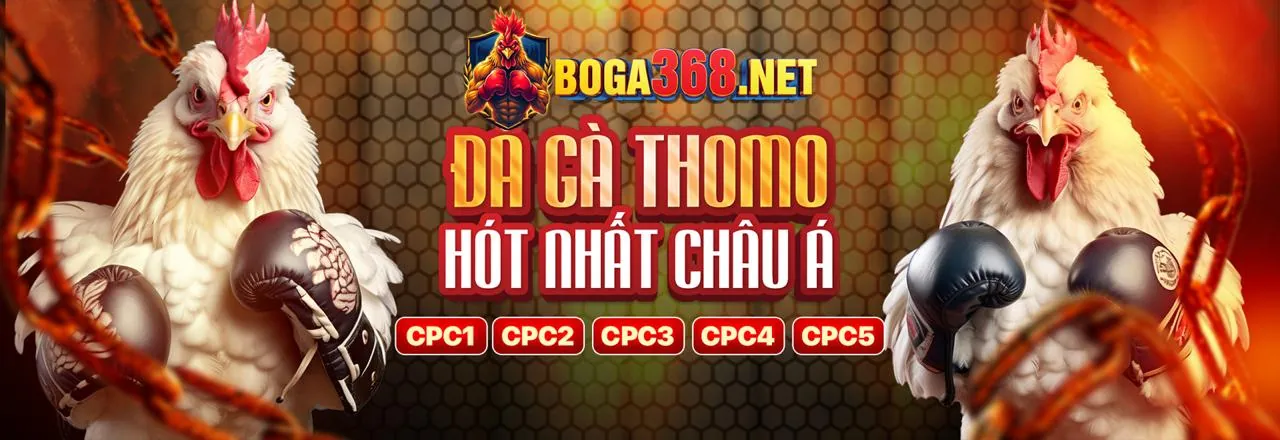 Đấu trường đá gà sôi động tại pk789 nhà cái